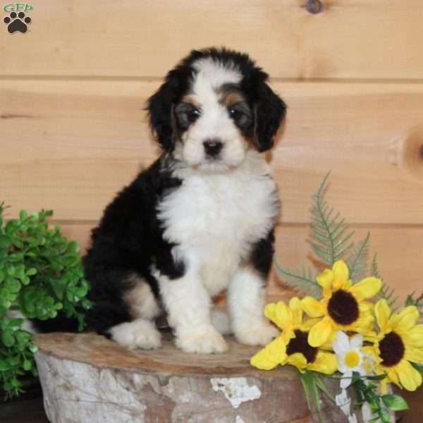 Peach – F1, Bernedoodle Puppy